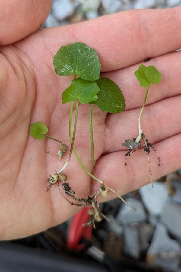 Uprooted lesser celandine seedlings with one or two leaves and small bulblets at the stem base.