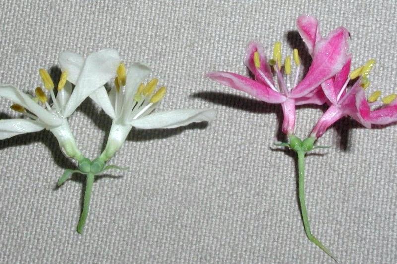 White and pink flower forms of Morrow's honeysuckle.