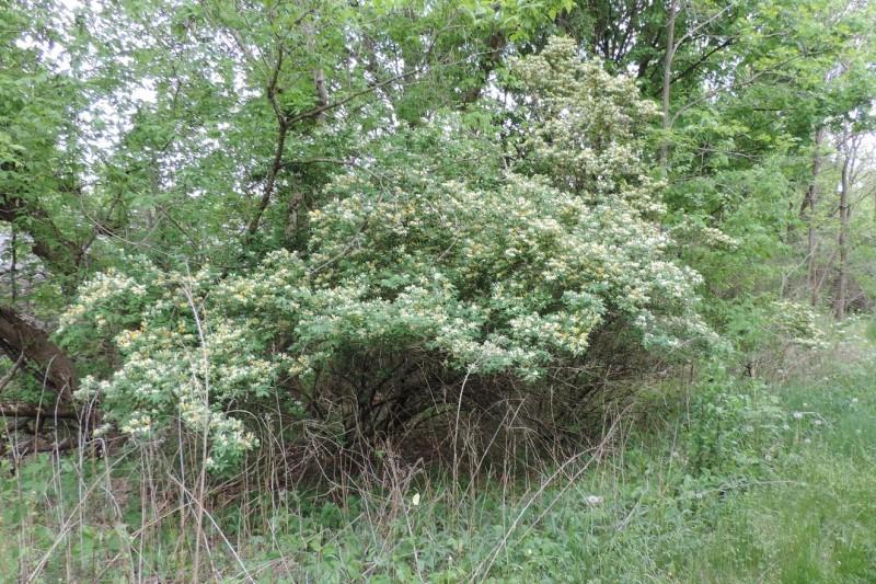 Scraggly, arching growth habit of Morrow's honeysuckle.