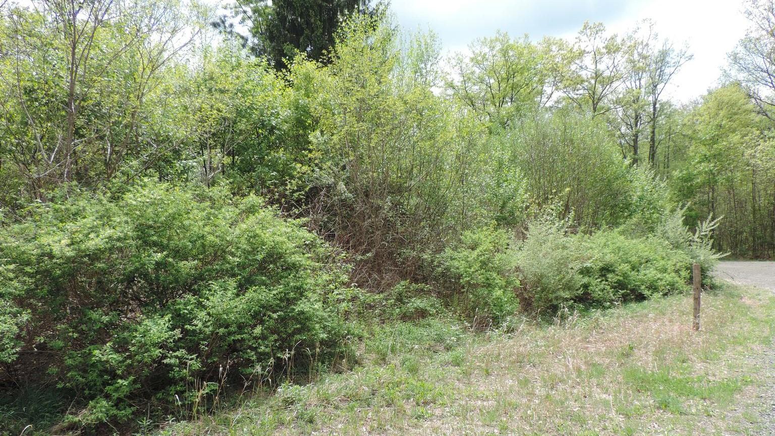 Multiple Morrow's honeysuckle shrubs colonizing the sunny edge of a forest.