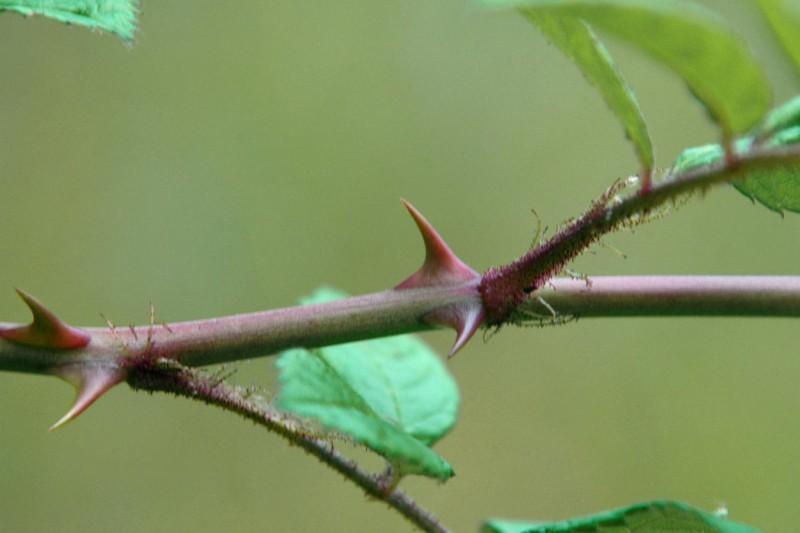 Multiflora rose thorns in pairs at the base of leaves.