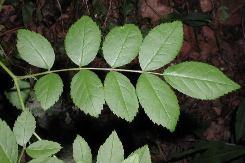 Compound multiflora rose leaf with nine leaflets.