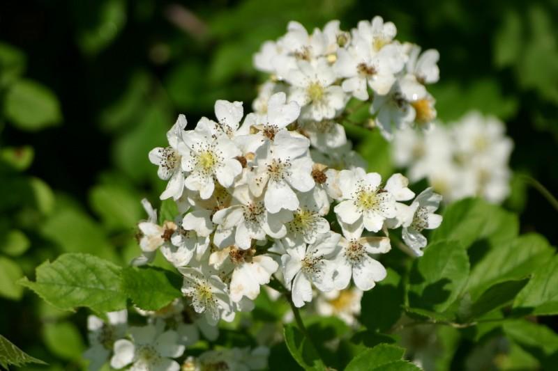Cluster of white five-petaled multiflora rose flowers.