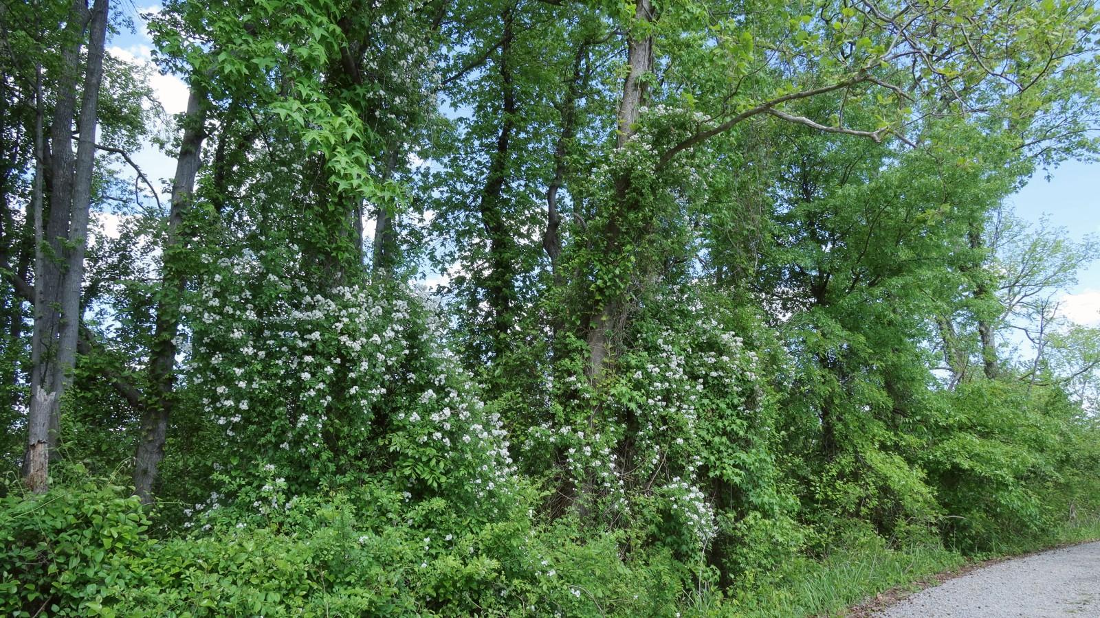 White-flowering multiflora rose stems scramble into trees and over vegetation at a forest edge.
