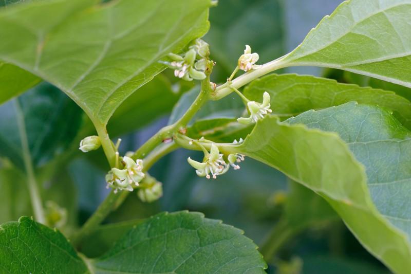 Small greenish-white flowers partially hidden by leaves on an Oriental bittersweet stem.