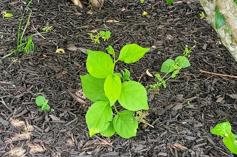 Seedling Oriental bittersweet with bright green leaves having tapered points.