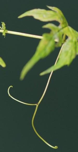 Long, forked tendril of a porcelainberry vine, growing on the side of the stem opposite a leaf.