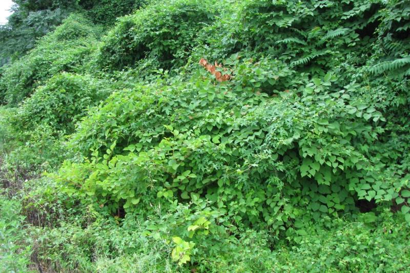 Prolific porcelainberry growth smothering shrubs and trees at the edge of a forest.