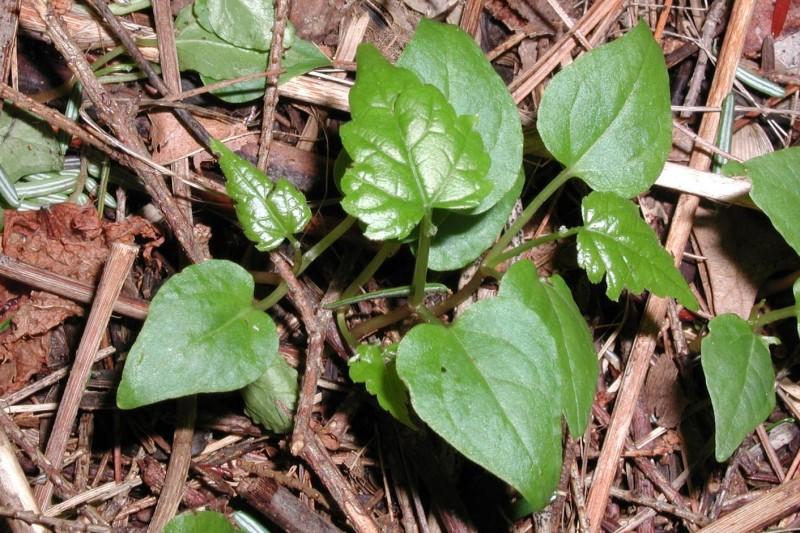 Porcelainberry seedling leaves are somewhat heart-shaped but not very distinctive.
