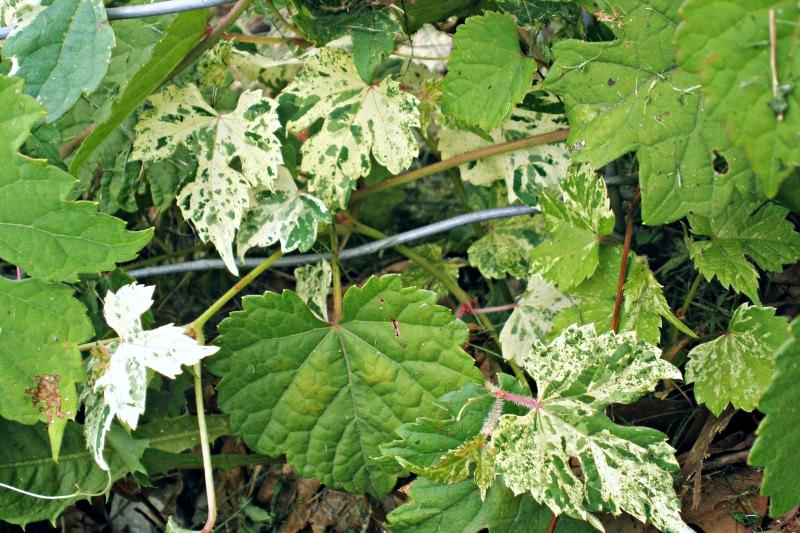 Variegated porcelainberry cultivar with cream-marbled leaves.