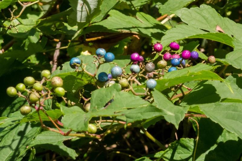 Clusters of porcelainberry fruits in multiple colors.