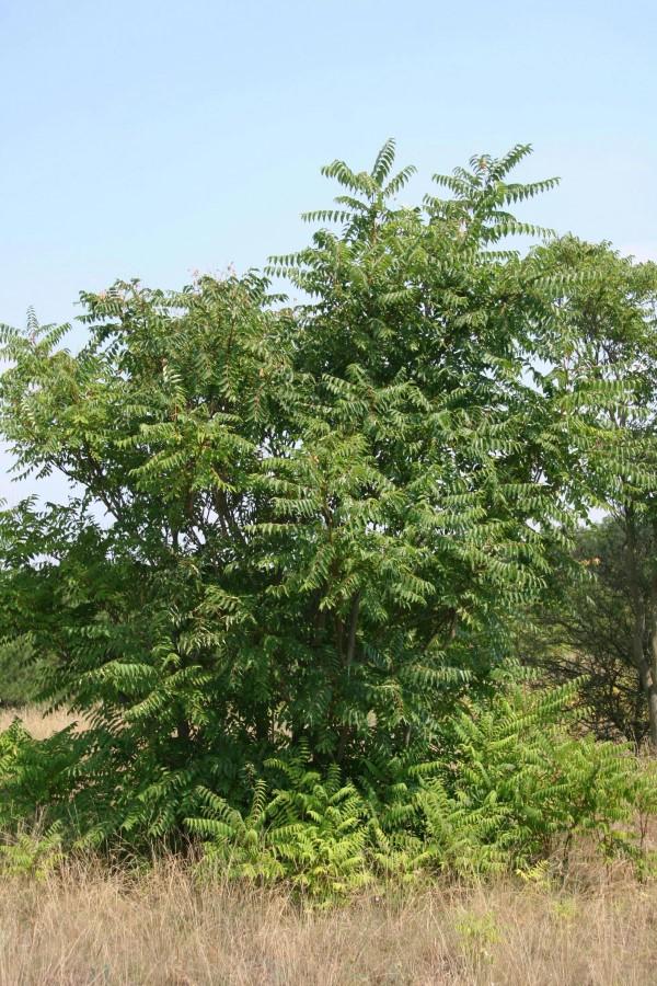 Tree-of-heaven can produce colonies of seedlings or suckers around the parent tree.