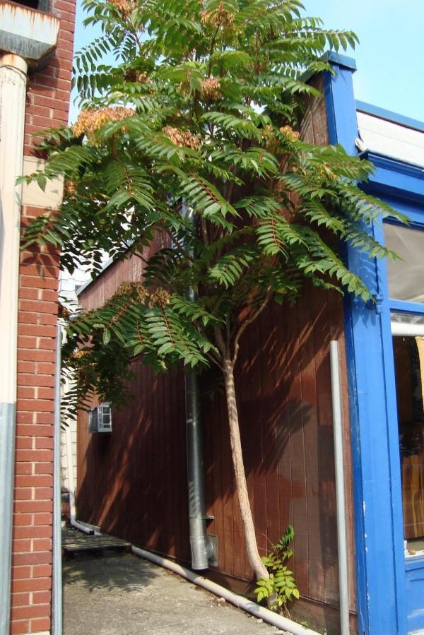Tree-of-heaven can grow in pavement cracks where roots would appear to have no room.