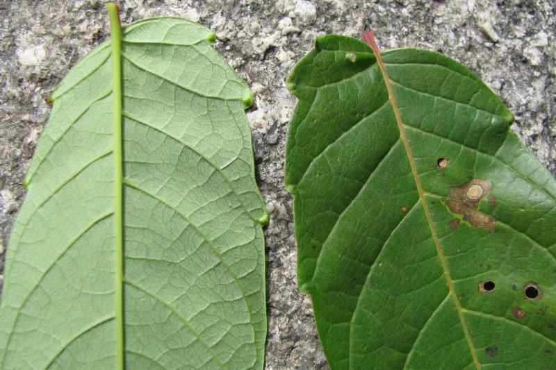 Tree-of-heaven leaflets with short, blunt-tipped, glandular leaf teeth.