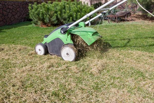 Dethatching machine, similar-looking to a mower, being pushed across a lawn. Where the machine has passed, prominent tufts of brown dead grass have been left on the lawn surface.