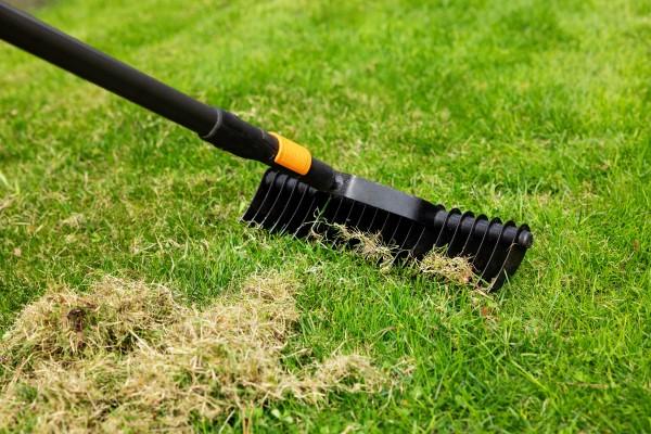 Long-handled stiff-tined metal rake combing loose brown thatch out of a lawn.