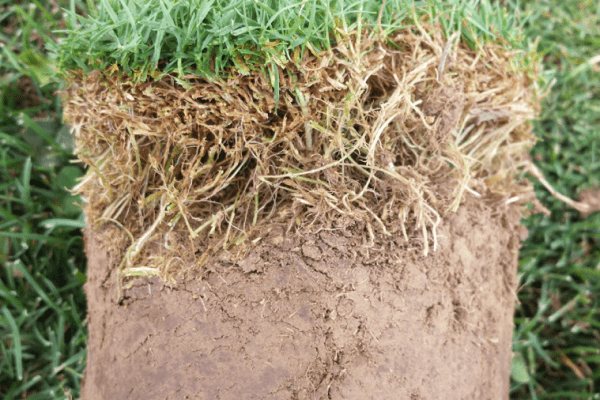 Large cylindrical core of turfgrass removed and laying on its side, showing a thick layer of dead stems between the live blades and soil below.