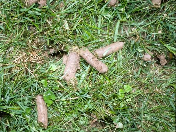 Soil plugs removed by a core aerator, deposited on top of the lawn.