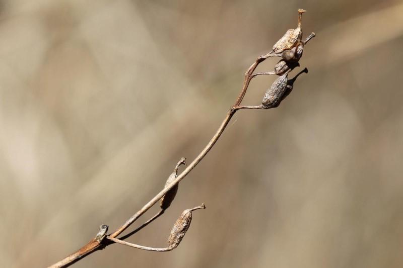 Dry seed capsules on a branch tip of bush honeysuckle in winter.