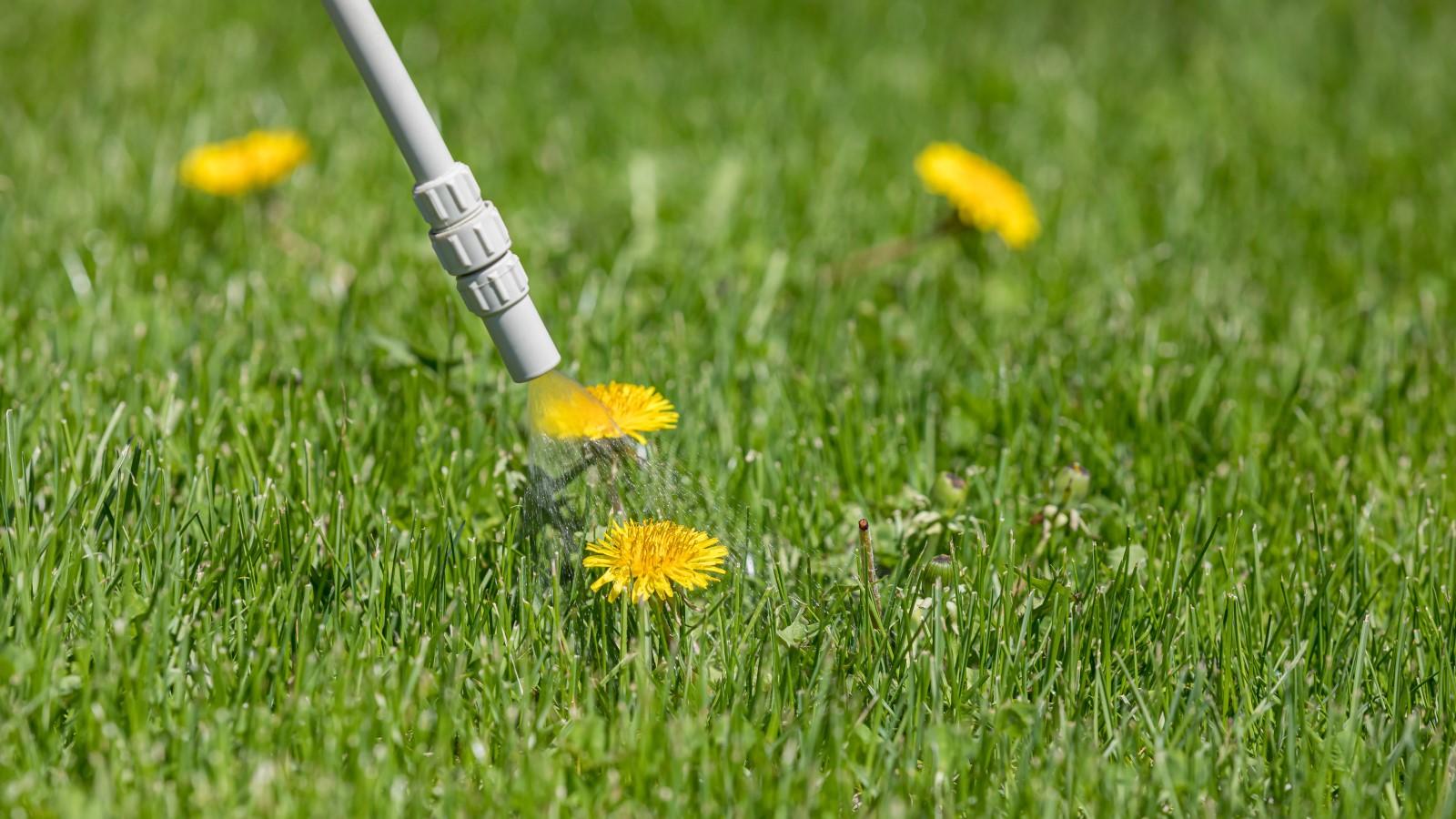 Spray nozzle applying herbicide directly onto a dandelion growing in a lawn.