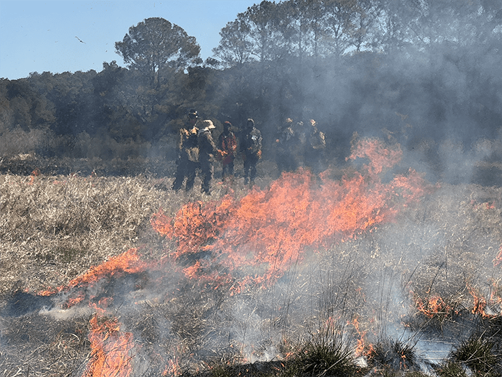 Demonstration of prescribed fire techniques at a March 2025 workshop in Point Pleasant, Maryland. (Photo: Maryland Prescribed Fire Council)