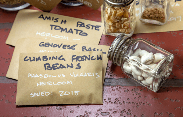 Seed packets from saved seeds and jars of seeds.