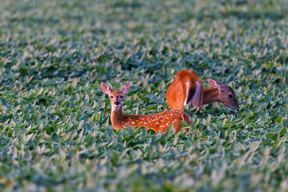 White-tailed fawn and doe feeding in a Soybean field during summer.