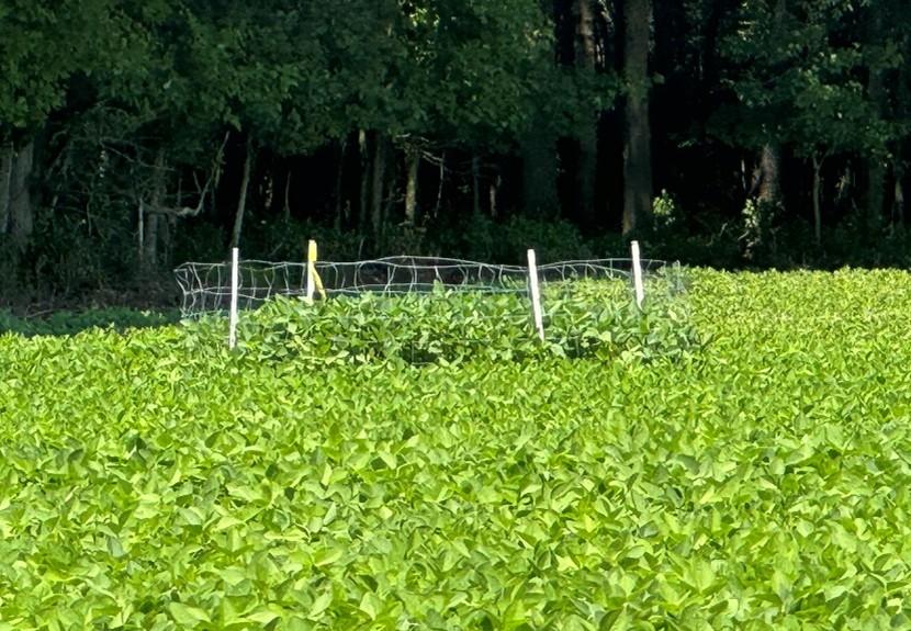 An exclosure cage in soybean field in 2024 showing soybeans performing better inside exclosures despite repellent spraying.