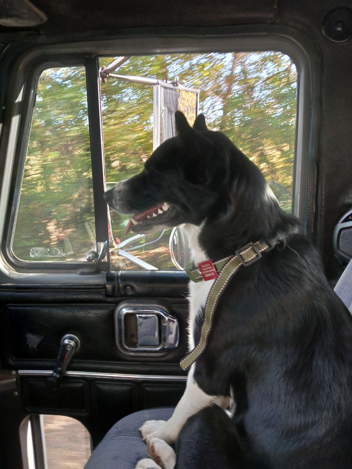 A border collie sitting in passenger seat of a pickup truck. This dog worked with a larger catahoula to protect a 75-acre farm from crop damage.