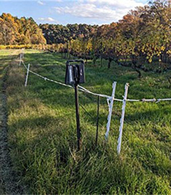 A single-strand electric polytape fence that was used to prevent deer entry to a grape orchard.