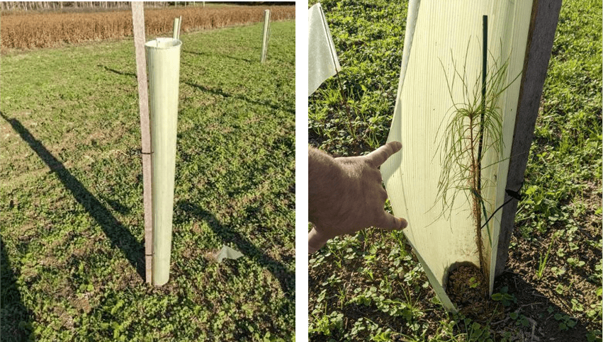  A tree tube is held in place by a slender wooden stake tied to it with two black zip ties (left), and on the right is a close-up view inside a light-green plastic tree tube showing a young pine seedling growing upright. The seedling has slender, needle-like foliage extending toward the top of the tube. A thin green support stake stands beside the seedling. A hand is pulling the flexible tube open to expose the interior. The tube is secured to a wooden stake with a black zip tie. 