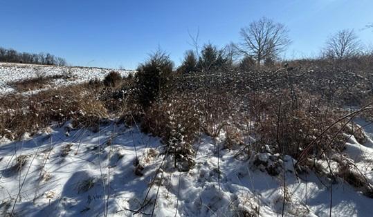 A group of shrubs and trees grows on a small hill.
