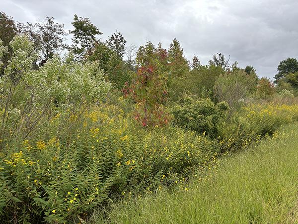 A close-up image of a row of vegetation; there are shrubs and forbs at the edge of the row, and taller trees and shrubs form the center of the row.