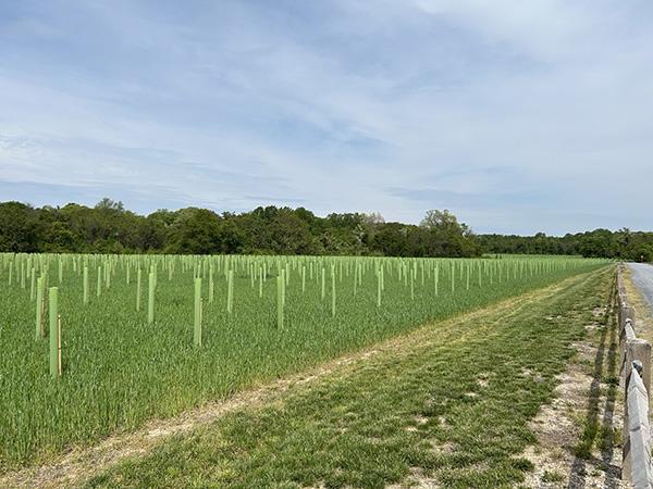 Hundreds of tree shelters aligned in rows across a grassy field.