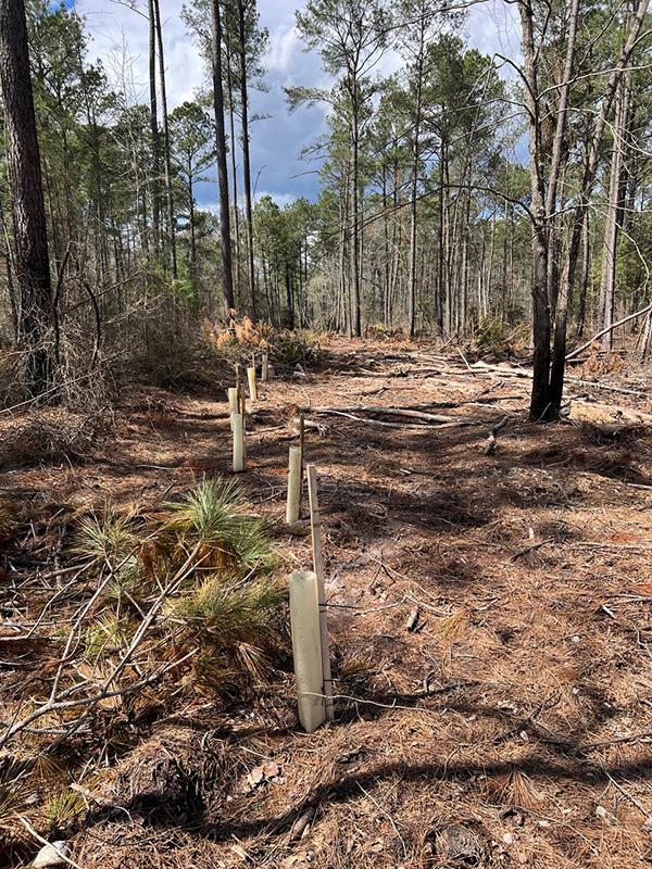 Tree seedlings planted in plastic shelters form a ring around a gap in a forest. There appears to have been tree harvesting recently.