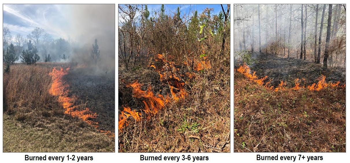 Three images that depict fire burning in a grassy landscape with trees in the background.