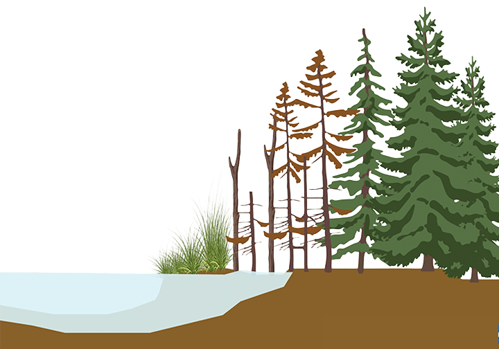 diagram showing how forested landscapes become a "ghost forest"