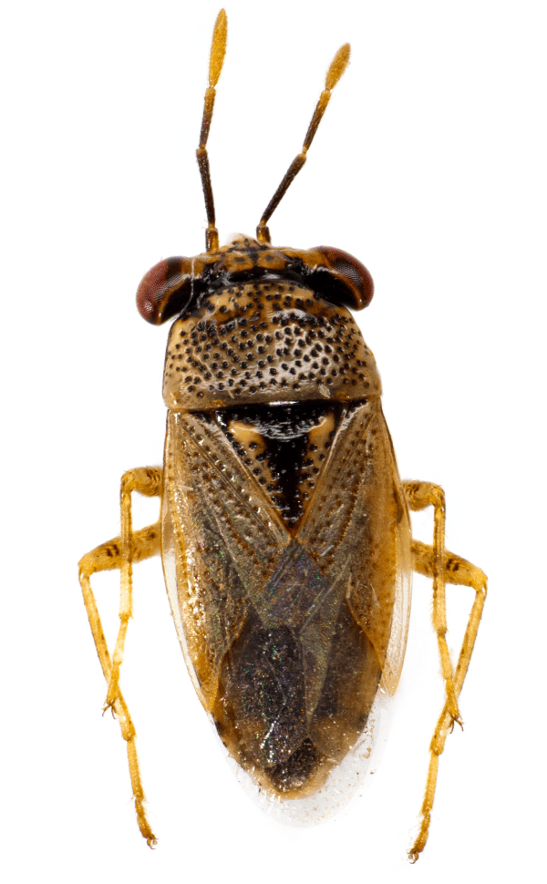 An adult big-eyed bug, with prominent bulging eyes, a bronze-brown body and legs, and uniformly-colored wings.