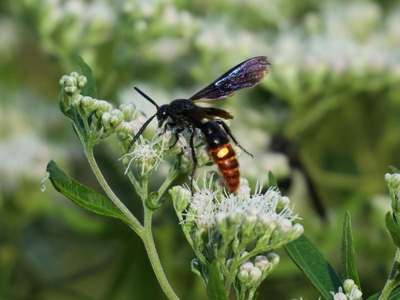A metallic blue-black wasp with a pair of yellow spots on the reddish-brown end of its abdomen, visiting flowers.