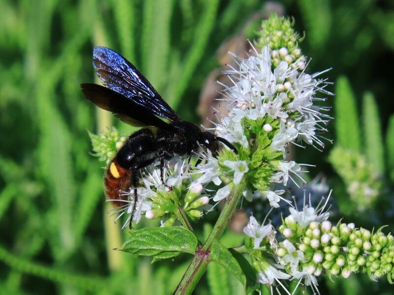 A wasp with a metallic blue-black body and wings drinks nectar from mint flowers. The rear half of the wasp's abdomen is reddish-brown with a prominent yellow spot.