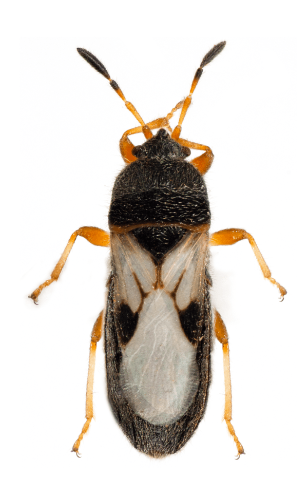 An adult chinch bug, with a black body, white-marked wings, and orange legs.