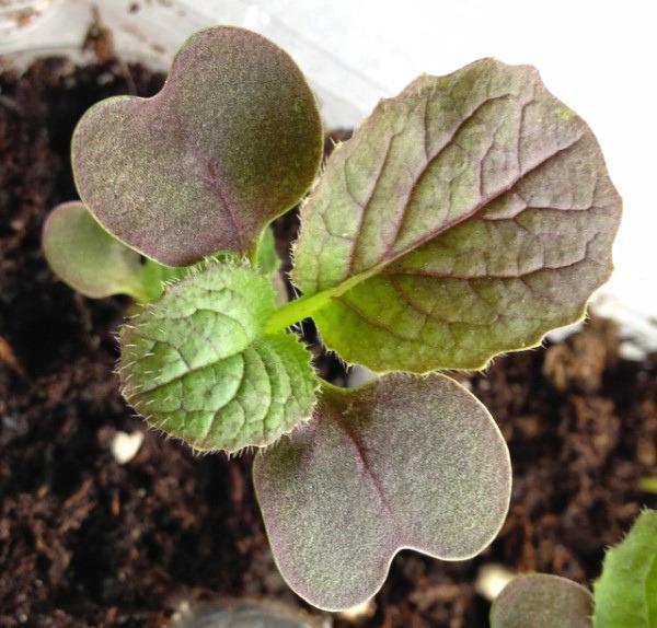 A cabbage seedling with two purplish-green heart-shaped cotyledons and two true leaves that recently emerged.