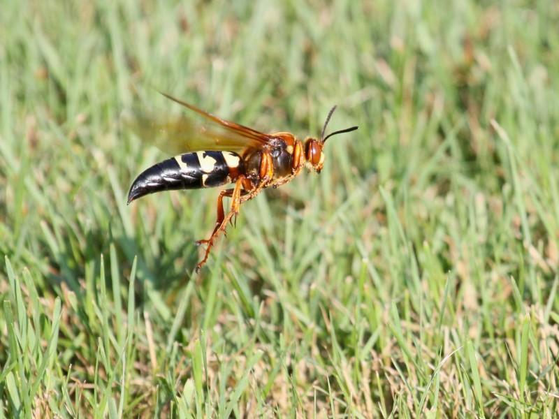 A large black, yellow, and red-brown wasp hovers over a lawn.