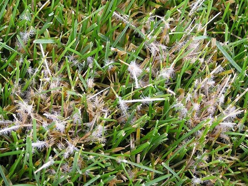 Fine white fungal thready tufts emerging from brown grass blades infected with dollar spot.