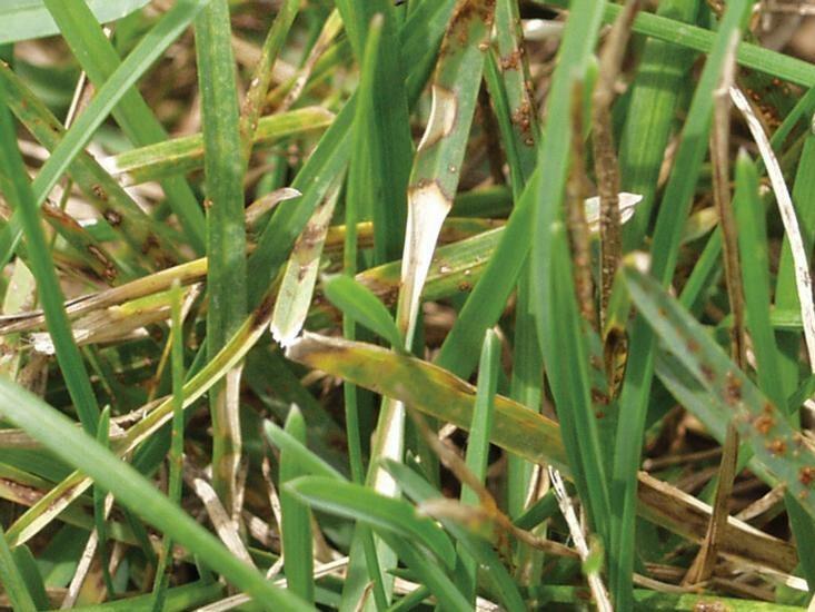 Pale brown dollar spot lesions on turfgrass blades. One large lesion is pinched in the middle like an hourglass shape.