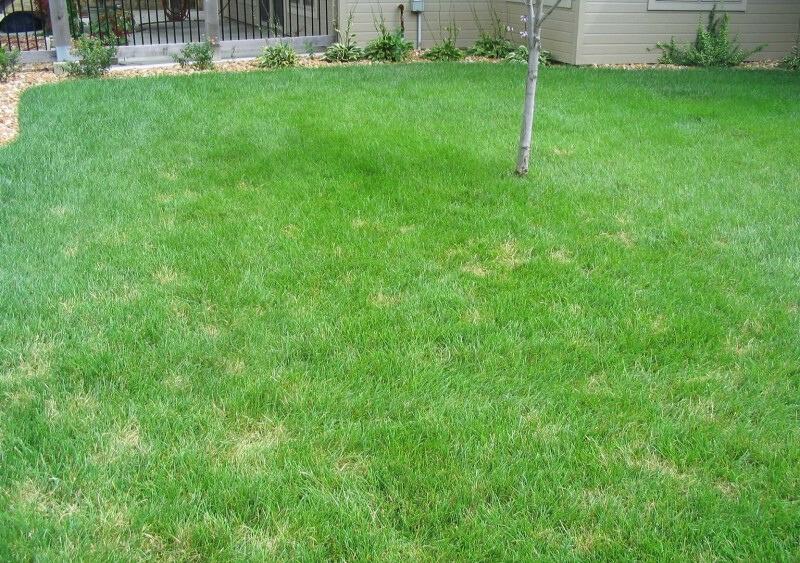 Lush green home lawn with scattered patches of pale brown turf.