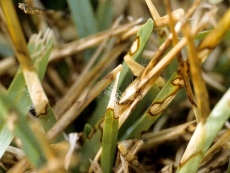 Pale brown lesions with dark borders on grass blades infected with dollar spot. Fine white fungal threads emerge from some of the lesions.
