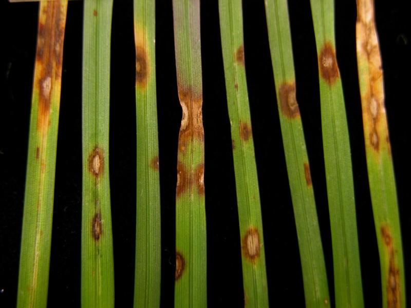 Samples of infected grass blades displaying reddish-brown, pale-centered leaf spot infection lesions.