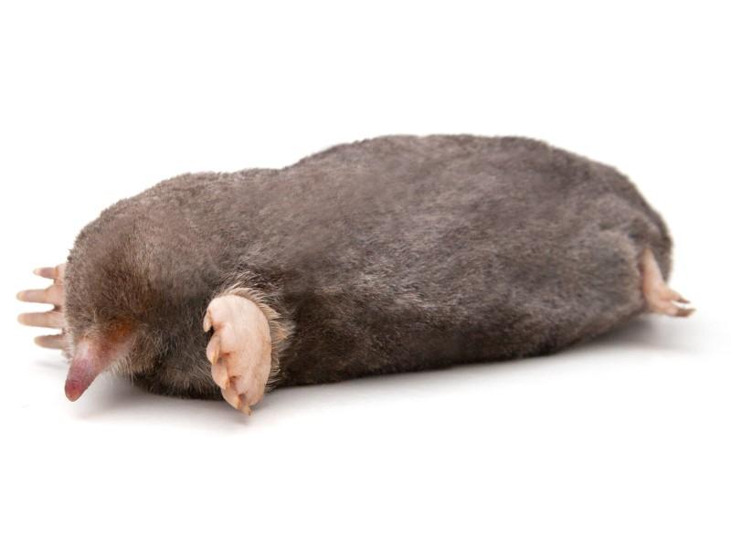 An Eastern Mole posed on a white background. The mole's legs are splayed out, and its narrow snout is visible (the eyes are not).