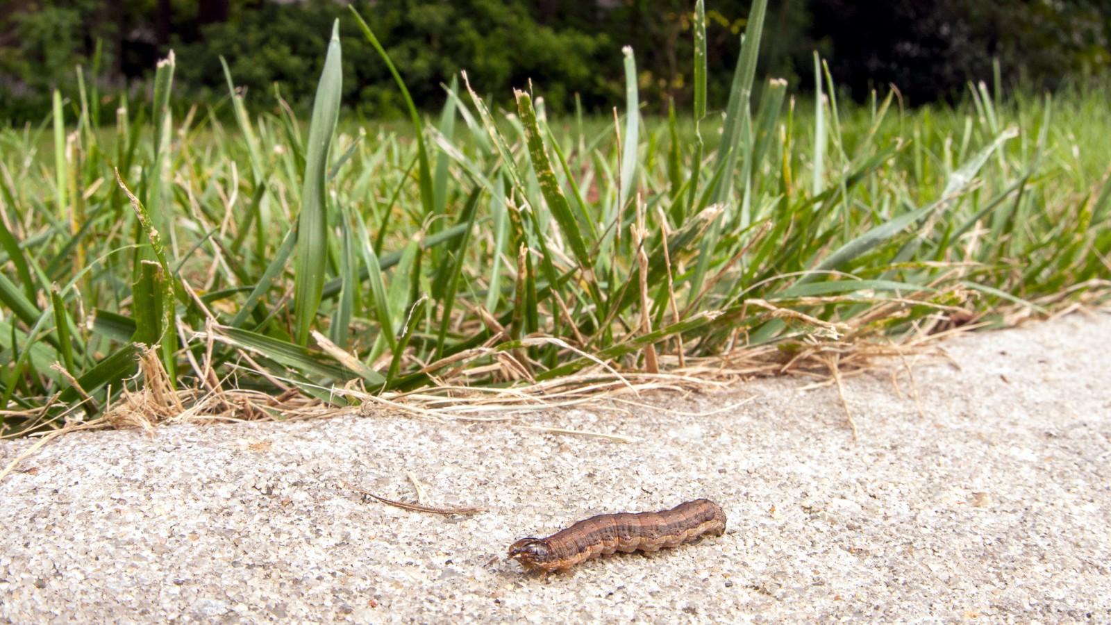 A brown-striped caterpillar walks on pavement next to the edge of a lawn.
